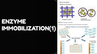 Enzyme Immobilization1 Explained Biochemical amp Bioprocess Engineering [upl. by Ttesil]