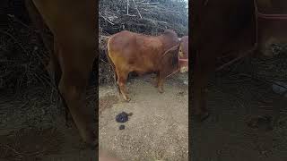 sahiwal caw Sahiwal bull Tharparkar cow Tharparkar bull Ahlawat dairy farm Handa dairy farm [upl. by Marieann]