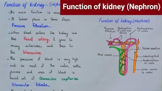 Function of kidney  Function of nephron  class 10 [upl. by Mendie]