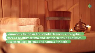 5 Household Uses for Eucalyptus [upl. by Kirkpatrick747]