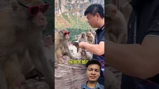 Monkey funnymonkey 😂😂 sceneshortvideo shorts [upl. by Outlaw]