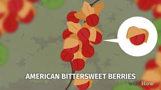 How to Identify Common Poisonous Berries in North America [upl. by Laktasic]