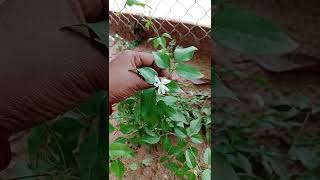 🍃Nithyamalli🌿 Happy life of Ariyalur ponnu 🧚‍♀️ garden farming shorts flowers [upl. by Nairot]