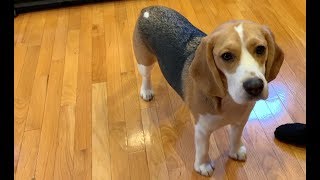 Three tips on how to train your beagle [upl. by Dante]