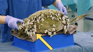 Sea Turtle Rescue  Watch as Barnacles Are Carefully Removed [upl. by Sibie873]