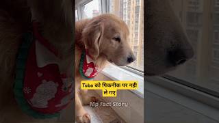 🐕Tobo को पिकनीक पर जाना है  mini wood toy  woodworking art skills  hand crafts shorts pets [upl. by Sharline]