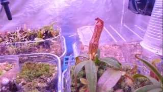 Nepenthes Terrarium cooled with Peltier Element 16032013 [upl. by Refinneg]