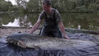 Carping on the Mayenne river and monster catfish at Beausoleil [upl. by Anavlys908]