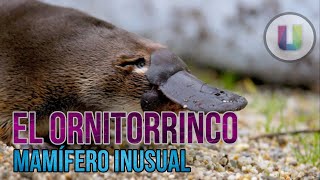 El ornitorrinco Ornithorhynchus anatinus  Mamífero venenoso [upl. by Agem]