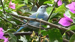 Bluegray Tanager Birds of Costa Rica [upl. by Chatav]