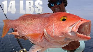 RECORD YELLOWEYE silk SNAPPER Catch Clean Cook [upl. by Letsirk]