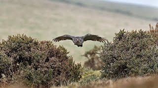 Falconry 4  Hunting with Goshawks Peregrine Falcons amp Harris Hawks  with Nigel Hawkins [upl. by Atwood]