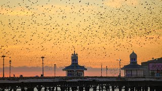 Starlings Murmurations Blackpool North Pier [upl. by Kissner]