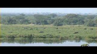 elephants crossing the river Nile [upl. by Casey514]