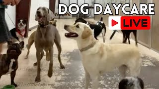 Dog TV  Funny Dog Live Stream of ALL BREEDS livestream [upl. by Jez452]