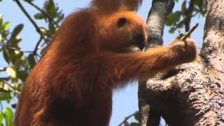 Orangutan using tool [upl. by Abroms]