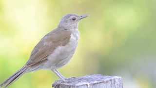 Palebreasted Thrush [upl. by Ullund311]