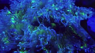 Aquaculture Corals amp Carpet Anemones [upl. by Cleodel]