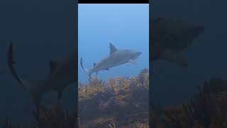 Reef shark with parasites [upl. by Amhser58]