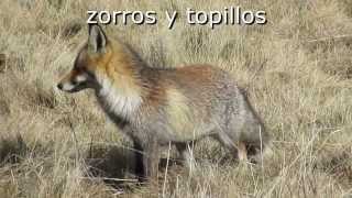 Zorros preciosos cazando topillos [upl. by Asirahc106]