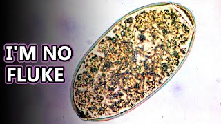 Liver Fluke facts intestinal parasites  Animal Fact Files [upl. by Elocim]