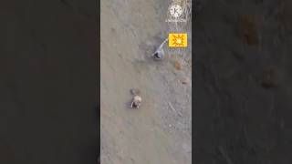 Rabbit chase leopard rabbit leopard trending wildlife shortvideo shorts short [upl. by Nevur137]