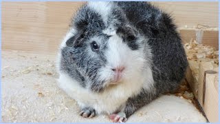 Signs Your Guinea Pig Is Happy [upl. by Karina]