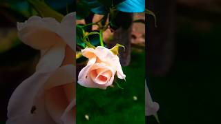 sri lanka  nature  beauty roses yogacalmrelaxmeditationyellow roses gardening flower tips [upl. by Aihsemek]