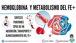 Fisiología Hemoglobina Síntesis Funciones Tipos  Metabolismo del hierro [upl. by Ainafetse326]