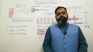 Sliding filament model UrduHindi medium Prof Masood fuzail  Contraction of Skeletal muscle [upl. by Warring685]