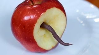 WORM IN APPLE [upl. by Rumery]