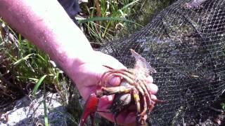 pêche de lécrevisse pattes rouges ecrevisses astacus astacusedelkrebse noble crayfish [upl. by Mandy]