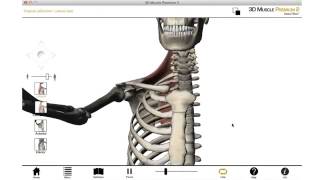 3 Scapulothoracic joint 3D anatomy tutorial [upl. by Onaled]