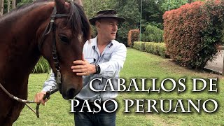 Caballos de Paso Peruano [upl. by Elocim70]