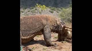 Gaint komodo dragon eating goat Japan 😥😭😨😱😪 [upl. by Sardella208]