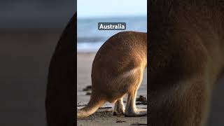 The Real Australia Beyond the Tourist Traps🇦🇺australia shorts exploreaustralia australialove [upl. by Sivam]