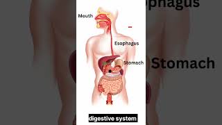 Digestive system ❄️🫁 shorts trending viralshorts youtubeshorts [upl. by Ander]