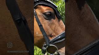 Trense Glamourös ohne Sperrriemen ❤️ horse equestrian pferde ponyhorse dressage bridle [upl. by Tessa48]