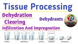 Tissue processing in Hindi ll Dehydration of tissues ll Histopathology [upl. by Assenev]