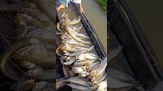 Fish amazingfishing fish cid fishingtips মাছ shorts shortvideo মাছধরা MSSMahin05603 [upl. by Retnyw]