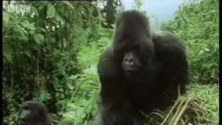 Remembering the first encounter with a silverback gorilla   Attenborough  BBC wildlife [upl. by Rotceh]