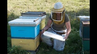 Varroa mite monitoring Sticky board [upl. by Ner]