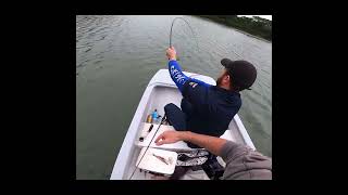 Mathew Fighting a Sandshark catchandrelease fishingsouthafrica fishing sandshark guitarfish [upl. by Nosneh]