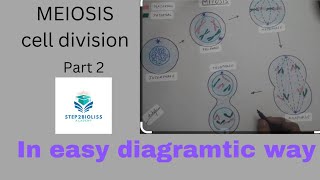 Meiosis part 2 l meiosis stages l types of meiosis l [upl. by Shlomo166]