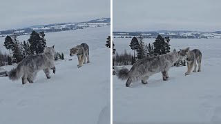 Adorable encounter between Maine Coon cat amp Saarloos Wolfdog pup shorts [upl. by Addiel890]