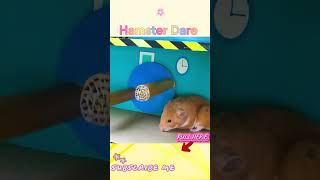 Ingenious Hamster Escape from the Ultimate Maze 🐹 Hamster Maze2 hamsters hamsterescapepets [upl. by Hukill]