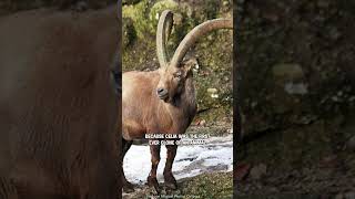 Bringing Back Pyrenean Ibex Using Cloning [upl. by Jaal]