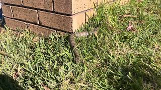 First Common Death Adder Acanthophis antarcticus of the 2024 season [upl. by Gathers]