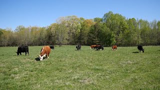 Identifying Pasture Weeds [upl. by Jeaz]