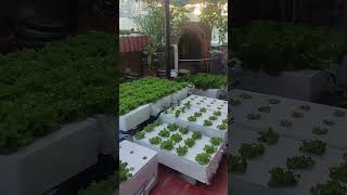 My small hydroponic farm domengrows urbangardening hydroponics [upl. by Toll]